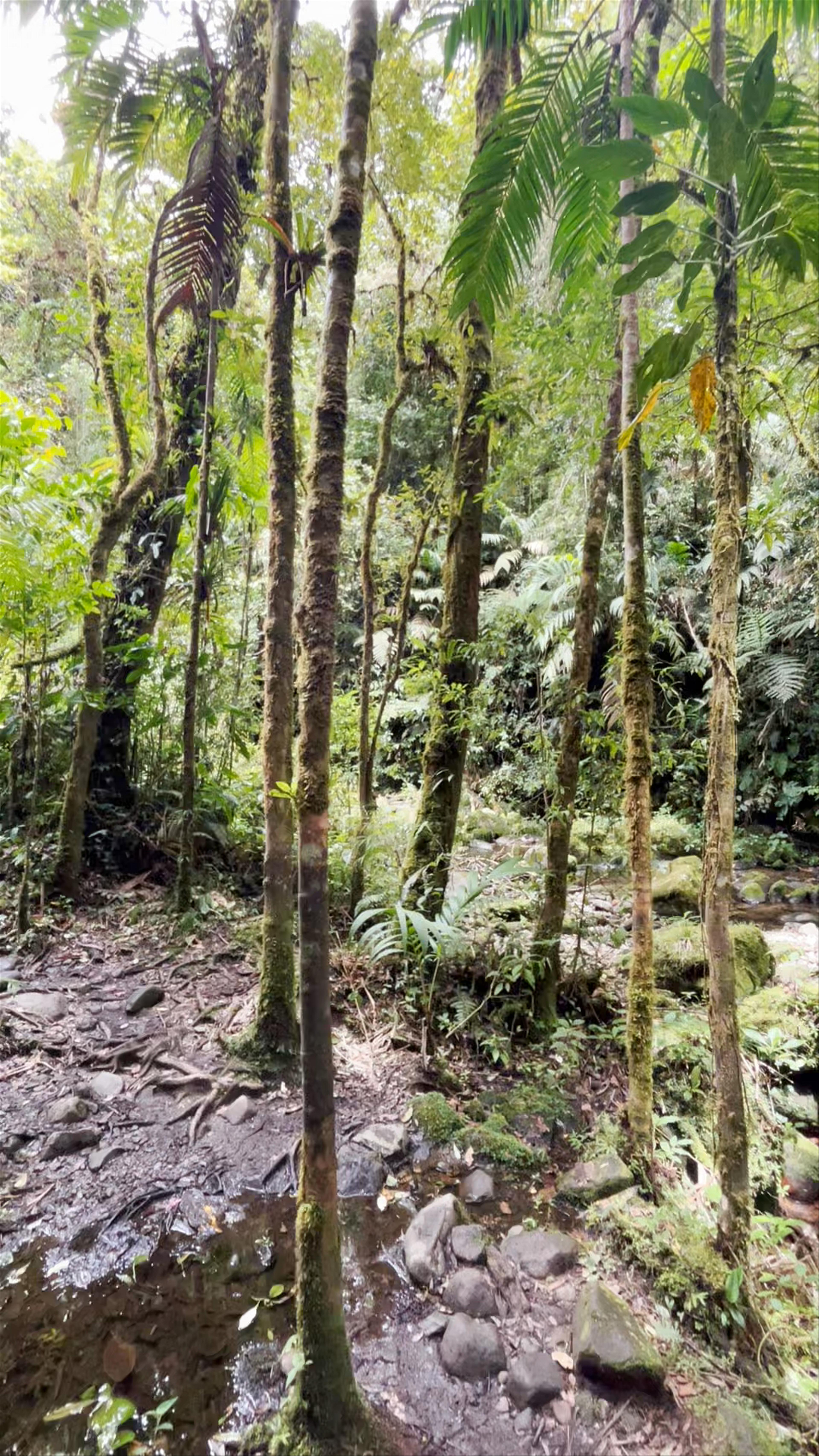 The Lost Waterfalls / Las Tres Cascadas