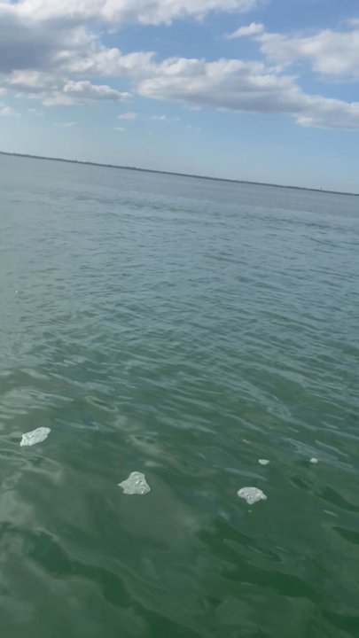 Padre Paddle Tours - Dolphins in the channel. - Paddleboarding Near Me