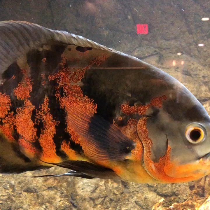 The Dock - Gorgeous tank friendly guy - Bars Near Me - Hawley, Pennsylvania