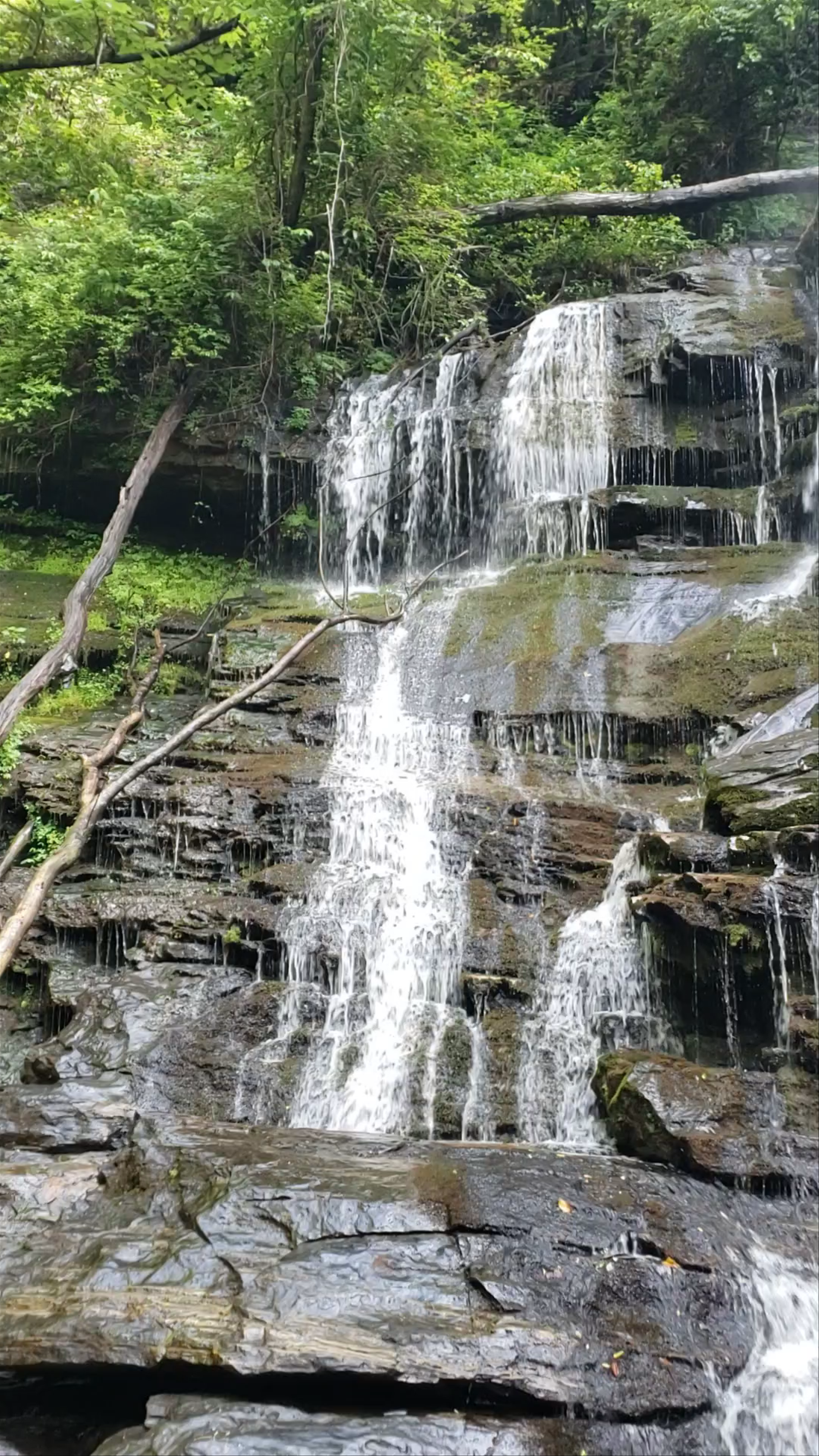 Yellow Branch Falls
