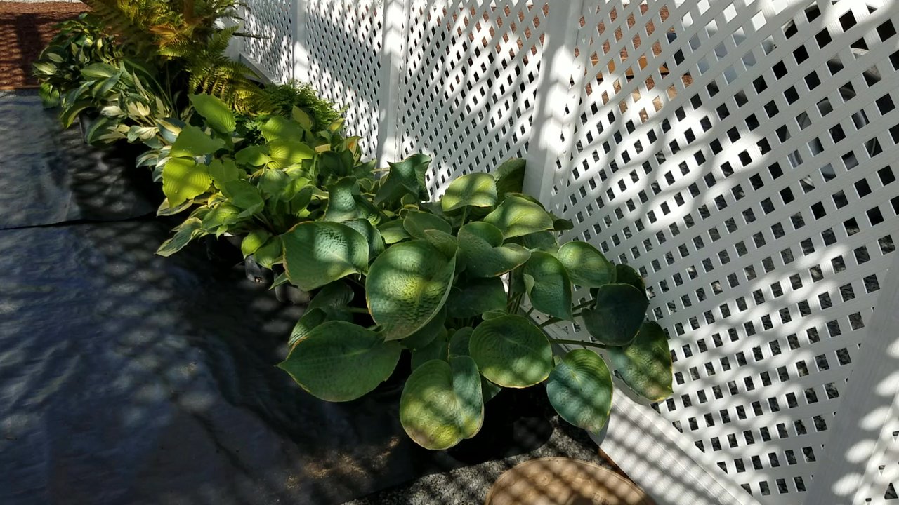 Sebright Gardens - First load of recovered plants taken back to cabin site for planting. - Nurseries & Gardening Near Me - Salem, Oregon