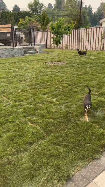 Joe's Yard Service - Tree Services Near Me - Yakima, Washington