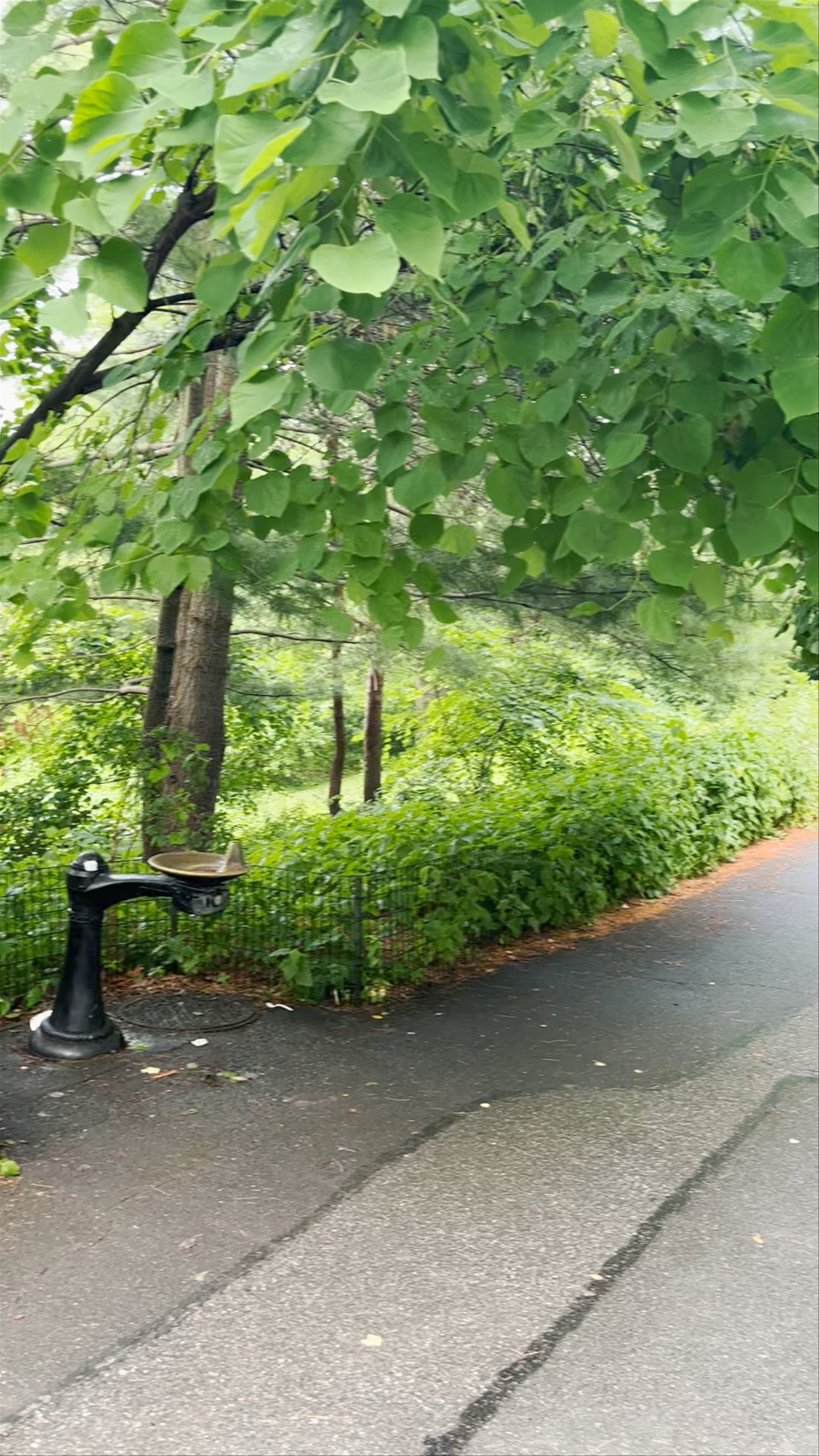 Enchanting Walk at Belvedere Castle, New York City