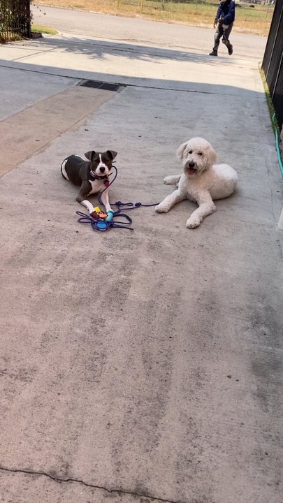 Good DaweG - Good DaweGs in good behavior action! - Pet Training Near Me - Houston, Texas