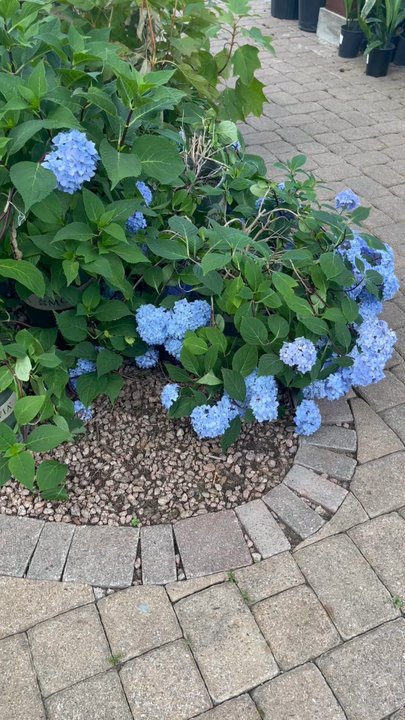 Shoal Creek Nursery - Gorgeous hydrangea - Nurseries & Gardening Near Me - Austin, Texas