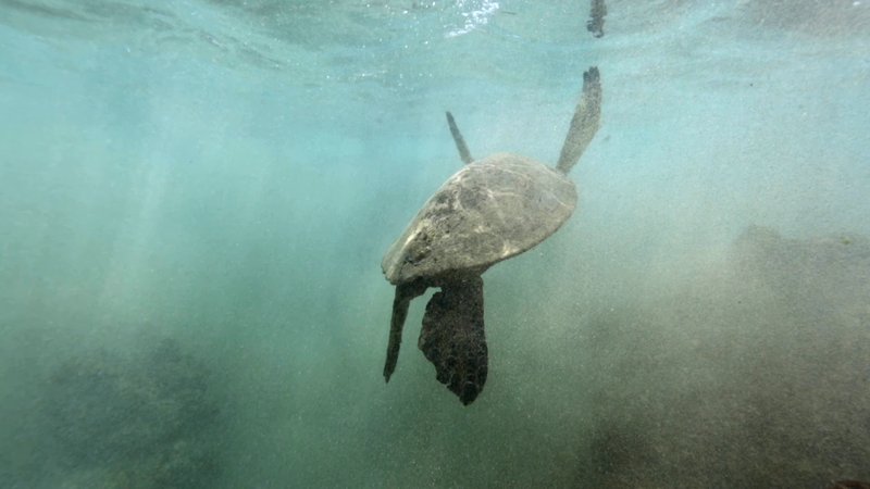 Green Sea Turtle poster