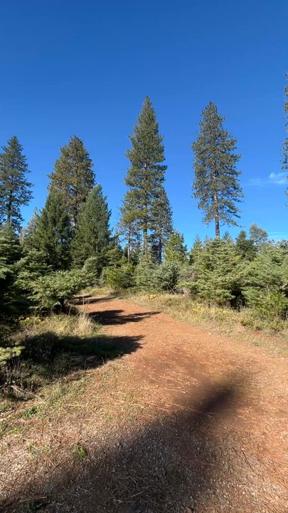 ROBERTS CHRISTMAS TREE FARM - Updated April 2026 - 29 Photos & 51 ...