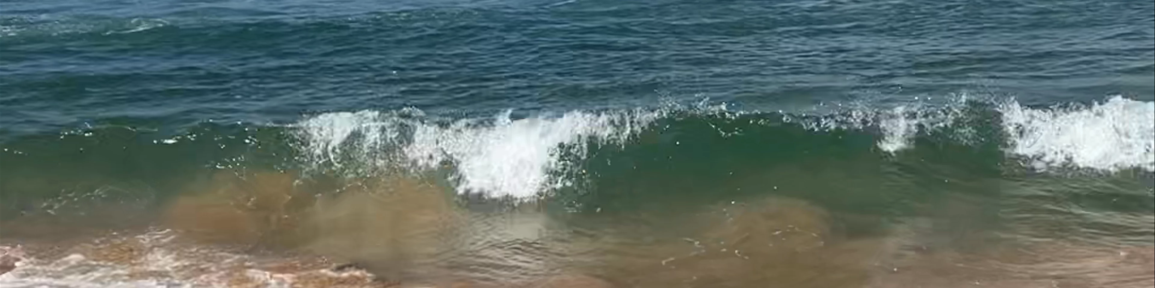 Avoca Beach Surf Life Saving Club