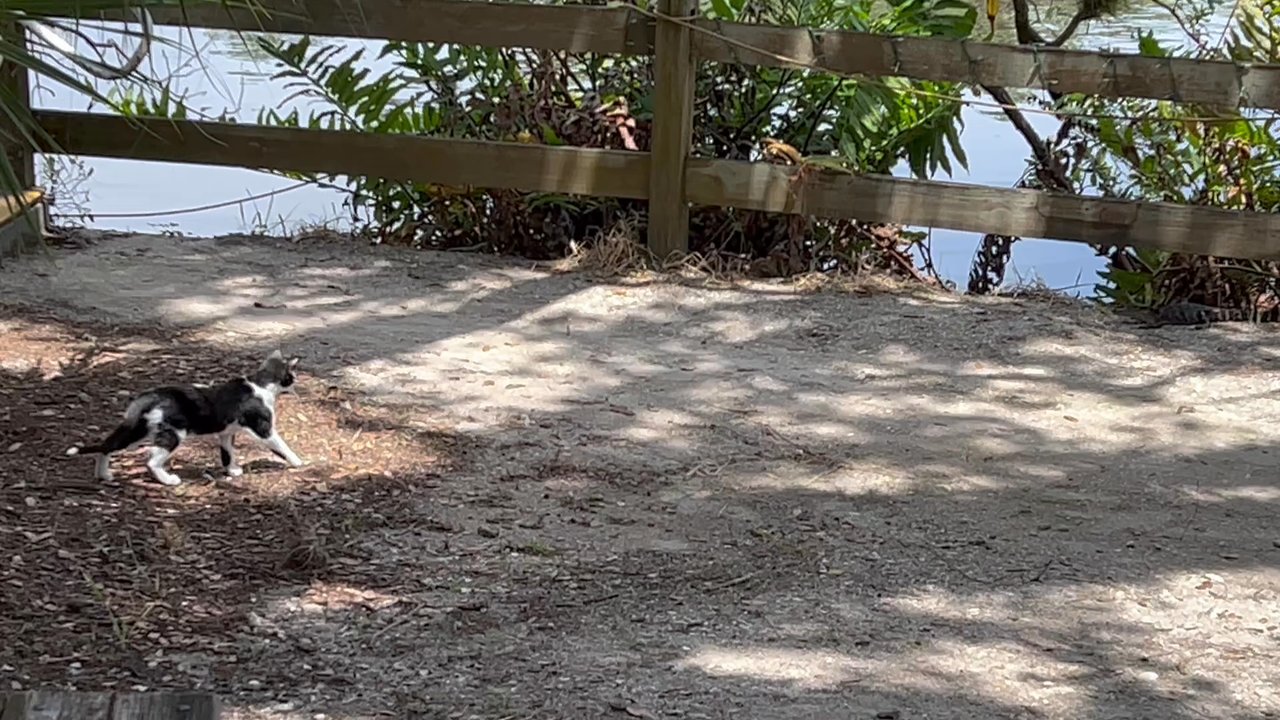 Snook Haven - Cats keep the gators in line - Barbeque Near Me - Venice, Florida
