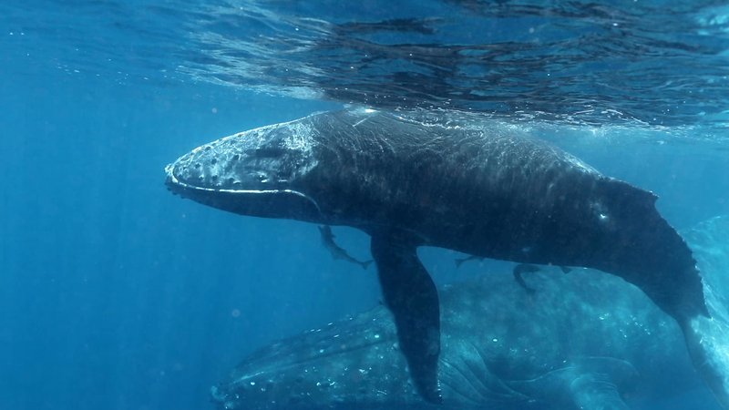 Humpback Whale Mother and Calf poster