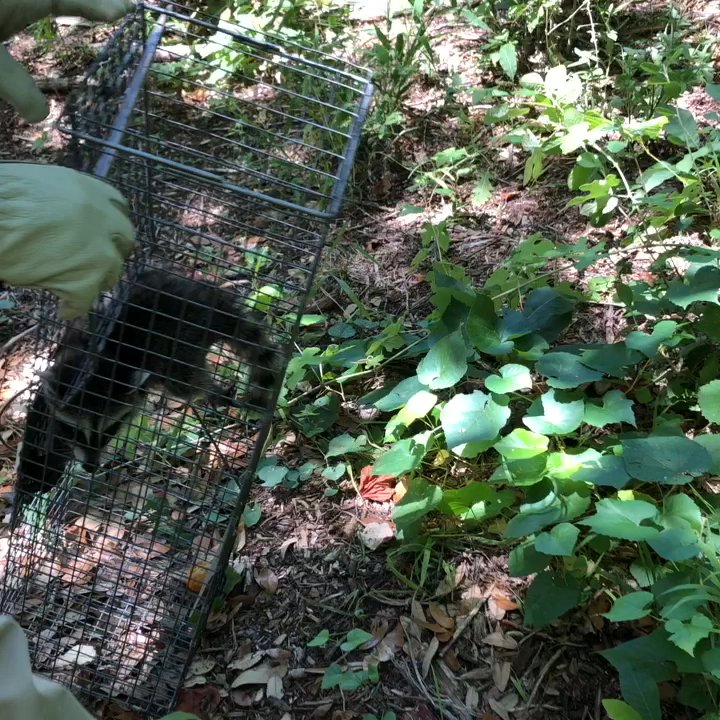 Triple L Pest Control - Releasing this raccoon to rejoin his family - Pest Control Near Me - Cedar Park, Texas