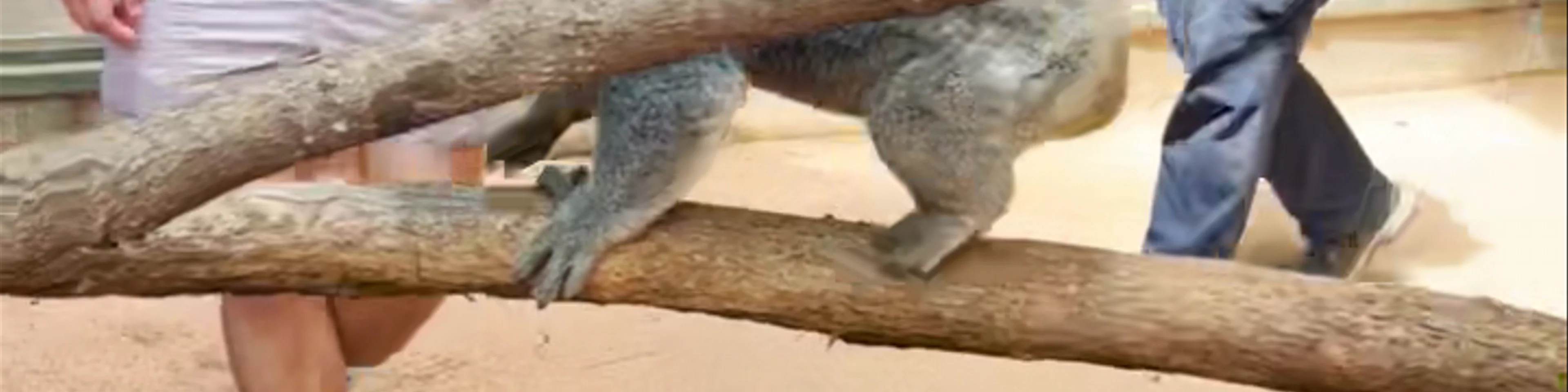 Koala Park Sanctuary Sydney