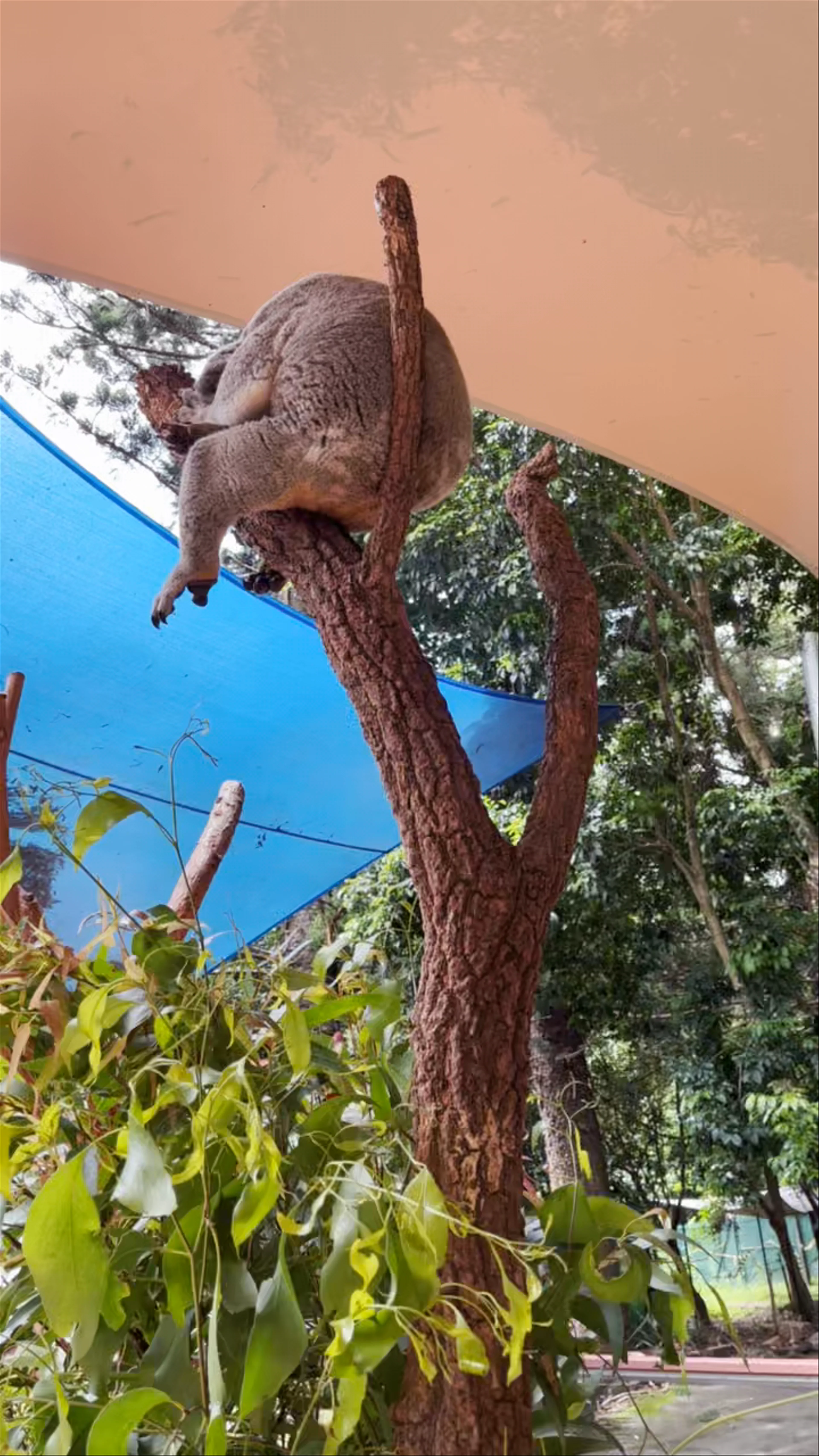 Koala Park Sanctuary