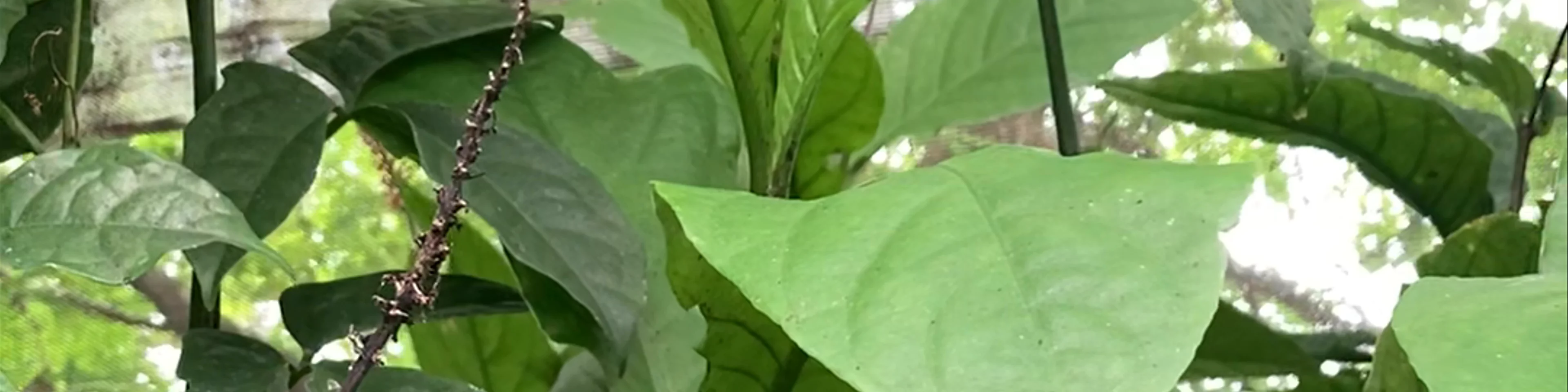 Mariposario