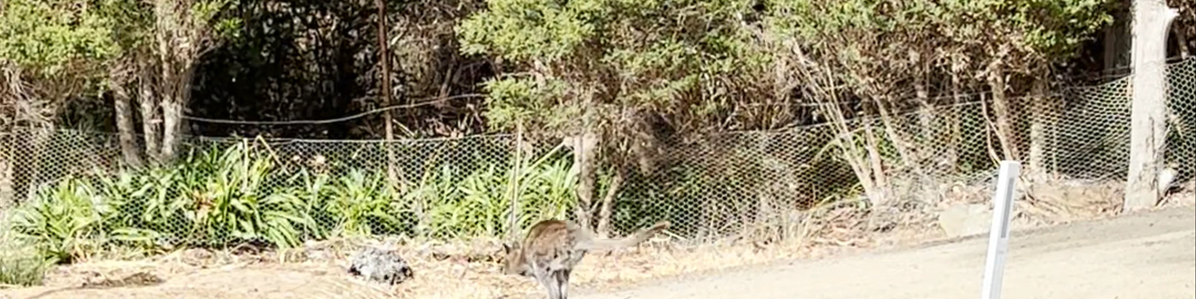 Bruny Island Cruises