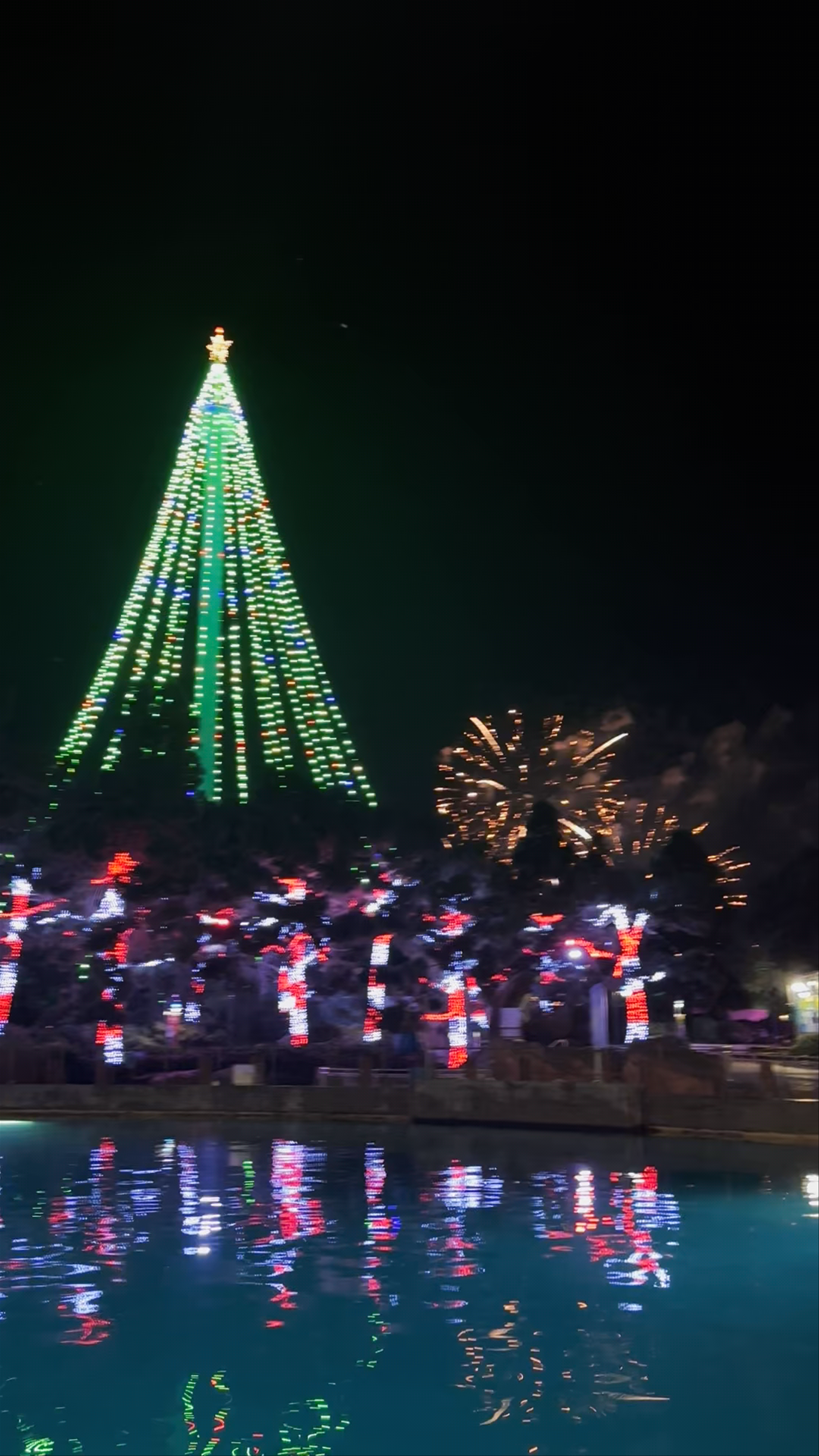 Magical Holiday Night at San Diego's Seaworld: Tree Lights & Fireworks