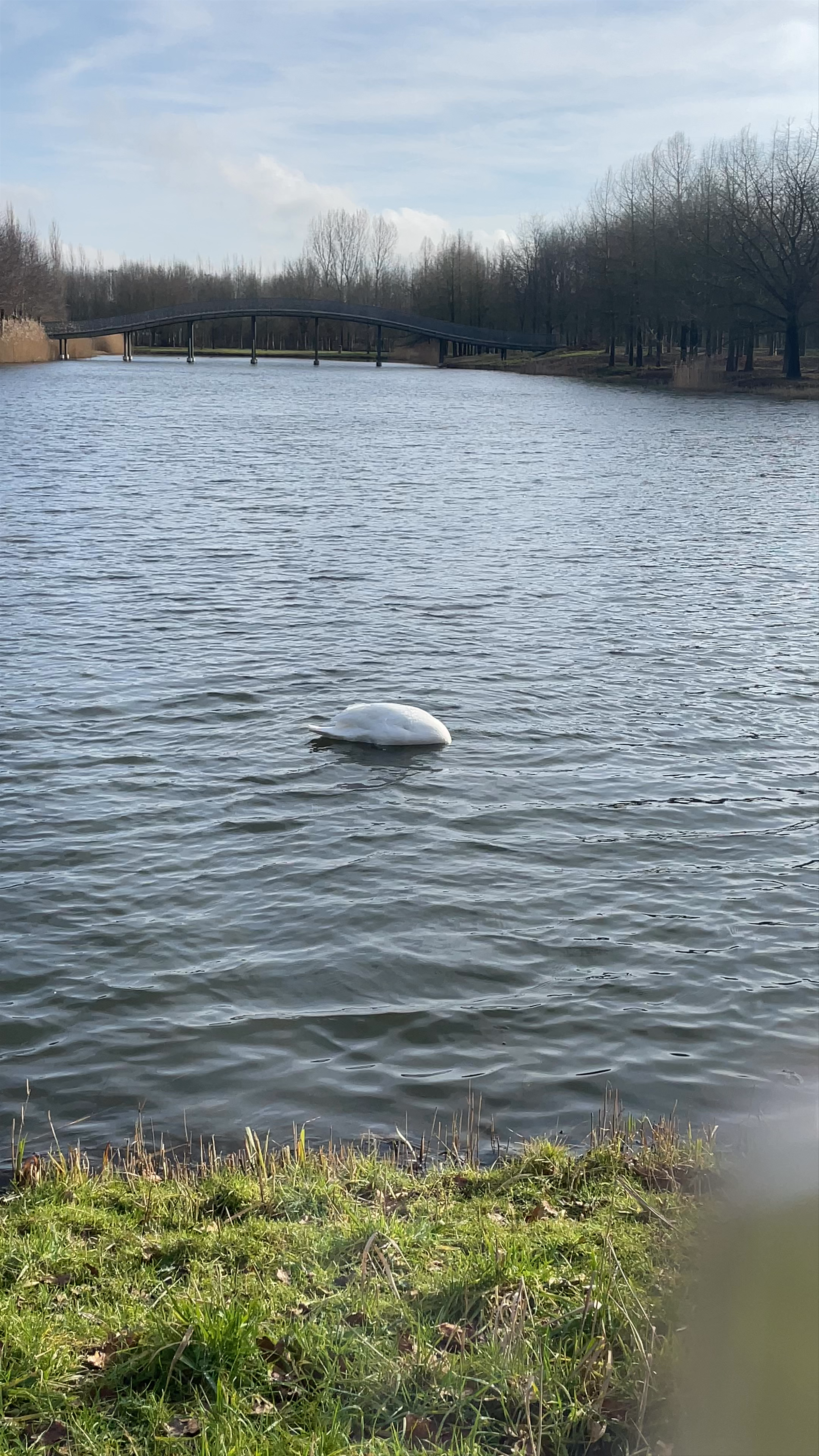 Serene Swan at Máximapark, Utrecht