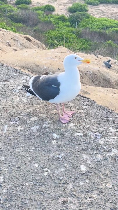 Las Flores View Point - Gull - Parks Near Me