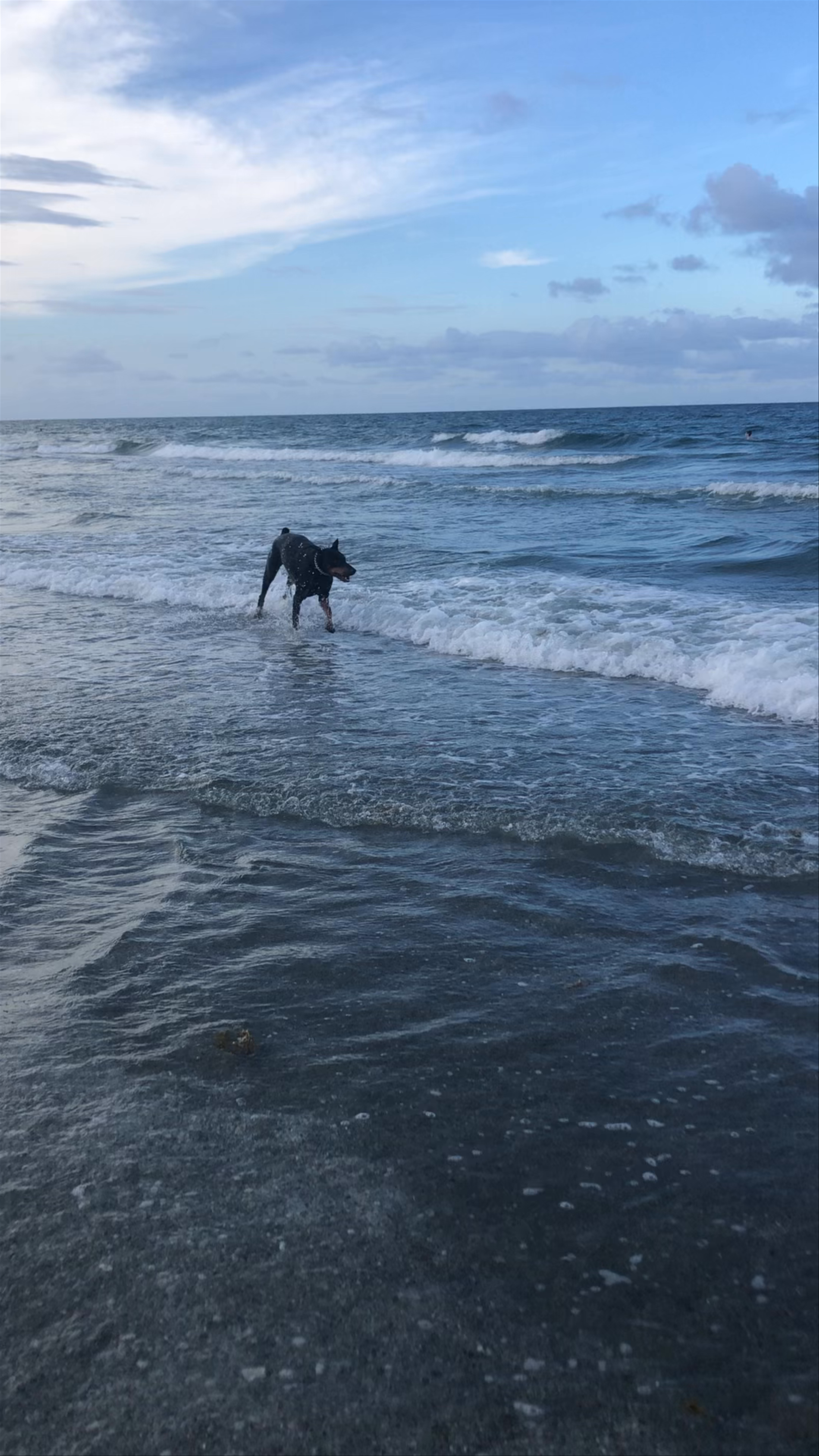 Joyful Dog Play at Bark Park Dog Beach in Boca Raton