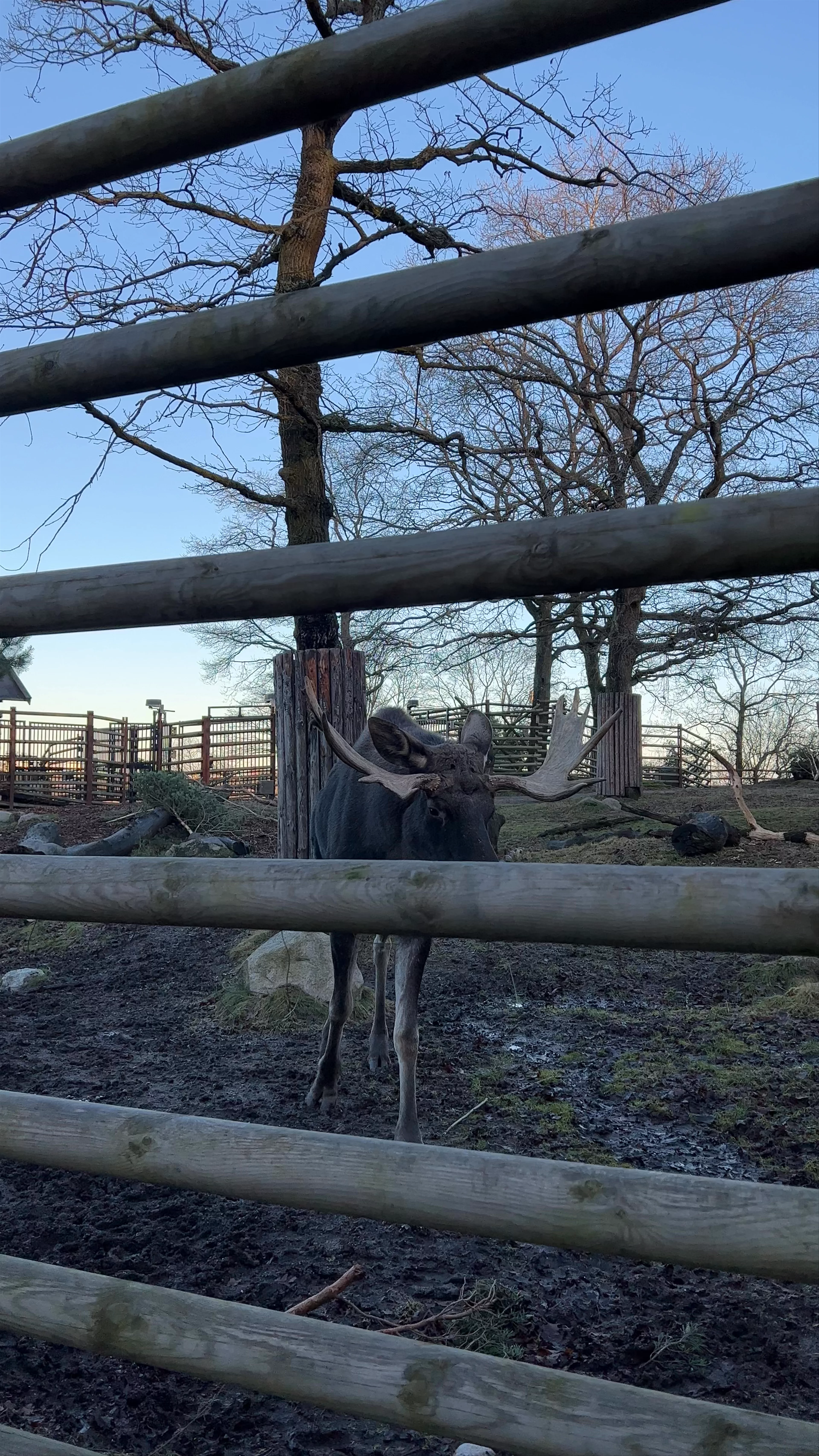 Skansen, Djurgårdsslätten, Stockholm, Sweden