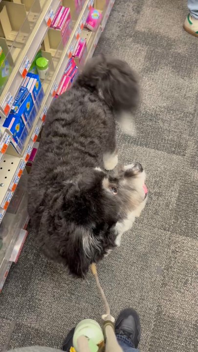 Pets Square NYC - I always come here for grooming :) after his cut - Pet Stores Near Me - New York, New York