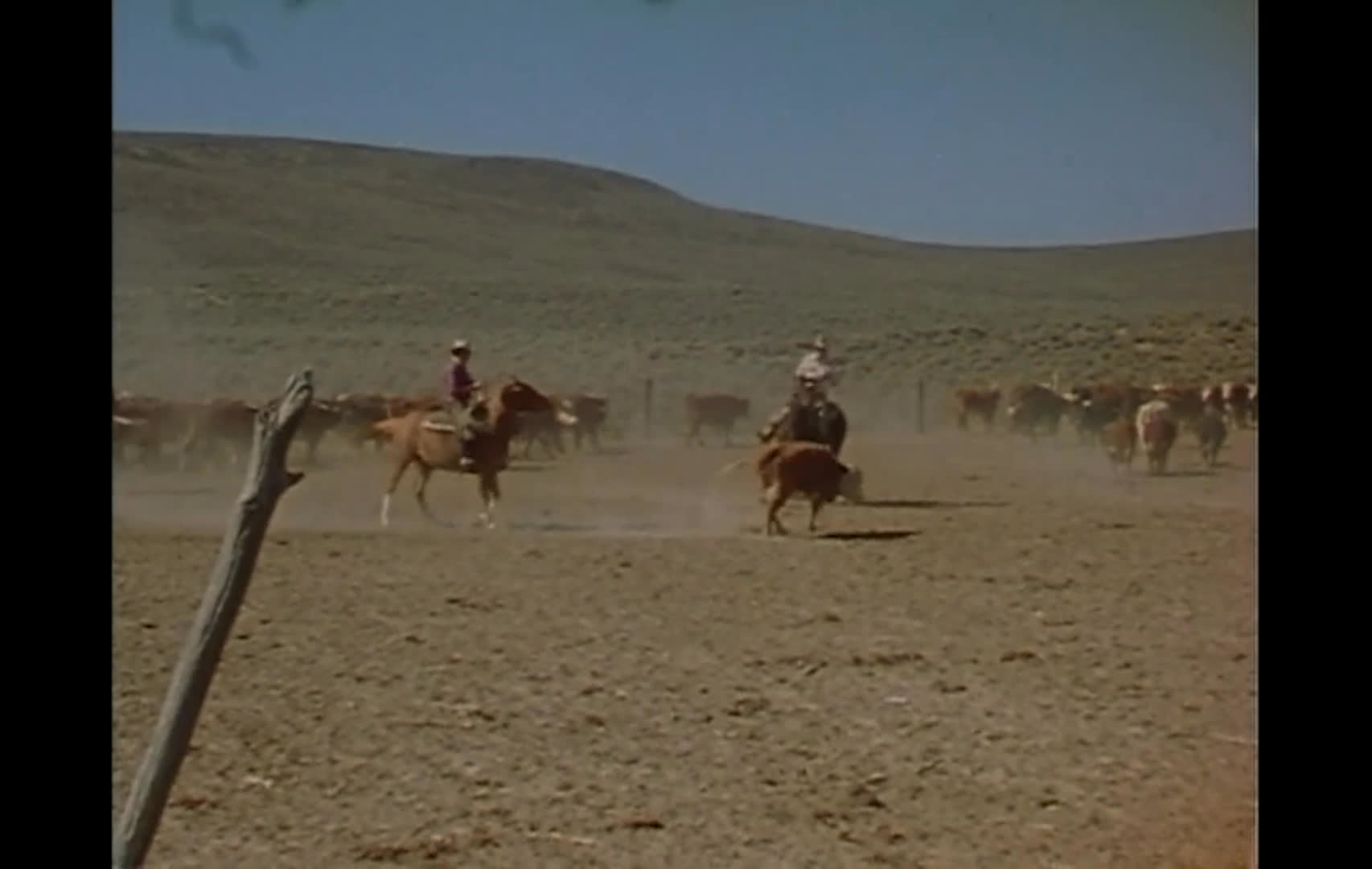 Cowboys on horseback move cattle across a dusty open range, while a ranch hand works among the livestock in a loading pen. A livestock truck offers an alternative to driving the herd home, as the narration notes that tired calves can be left behind.