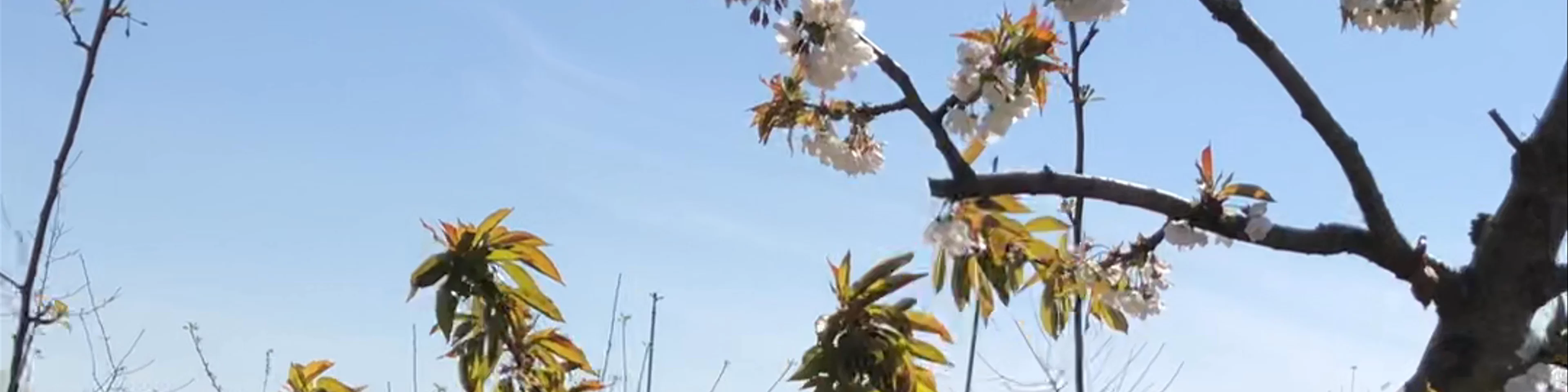 Herz-Apfel-Garten - über 250 Apfelsorten
