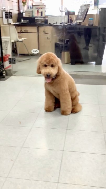 Bubbles Pet Spa - Pet Groomers Near Me - Torrance, California