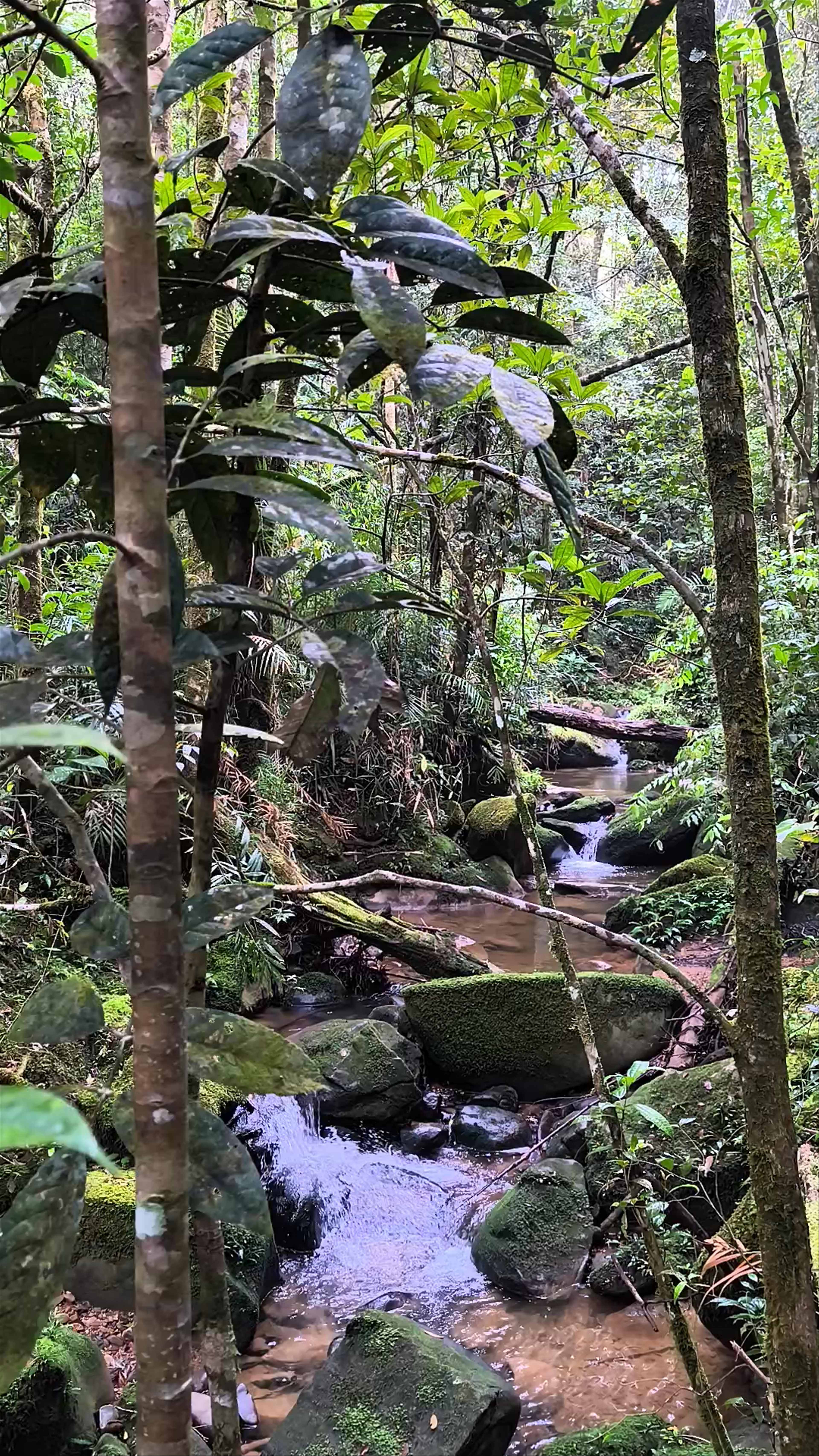 Pandanus Trail Start Point