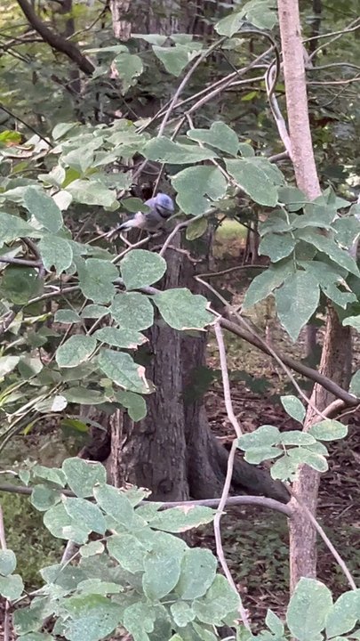 Rindlaub Park - A few feet from me - beautiful blue jay. - Parks Near Me - Saddle River, New Jersey