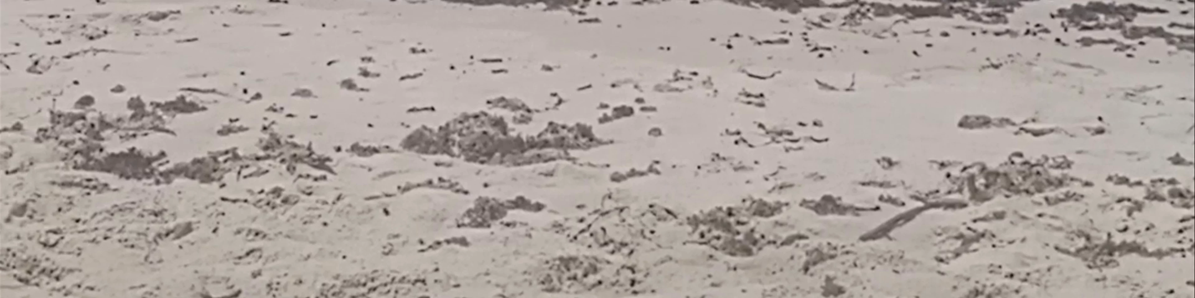 PRAIA DOS GOLFINHOS - Canasvieiras