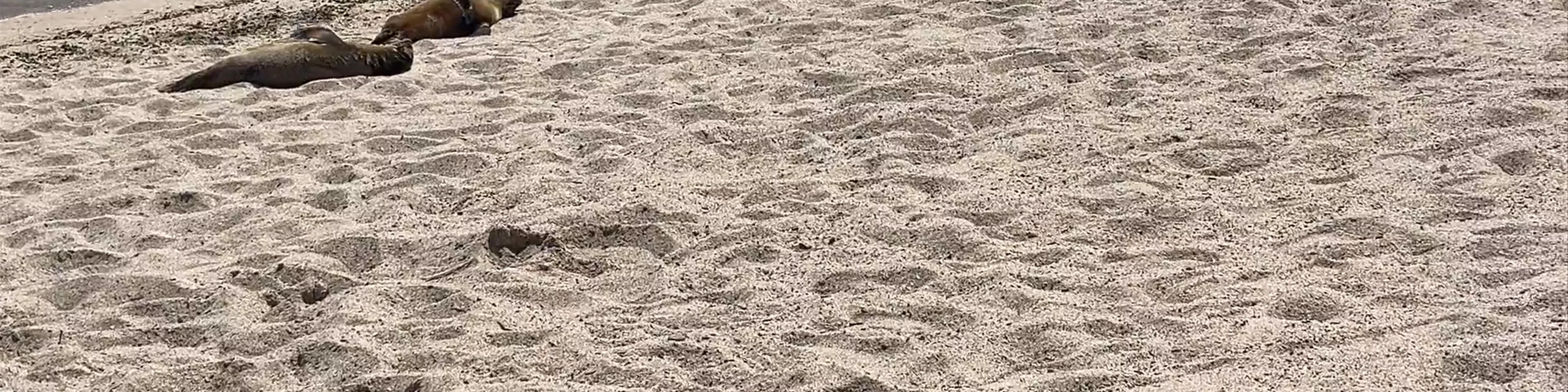 Playa Lobería