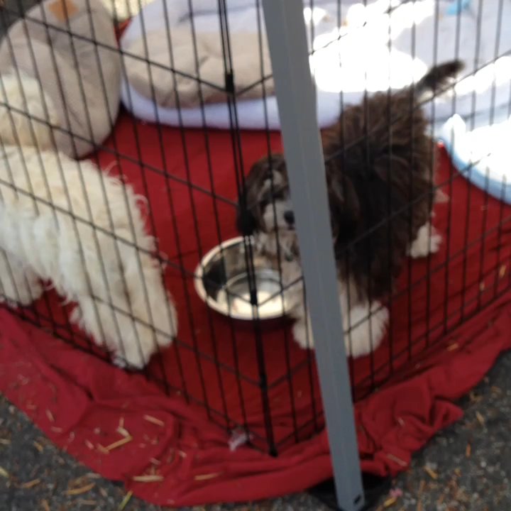 Bark Williams - 10th anniversary with adoptions, free food and silent auction! - Pet Stores Near Me - Santa Monica, California