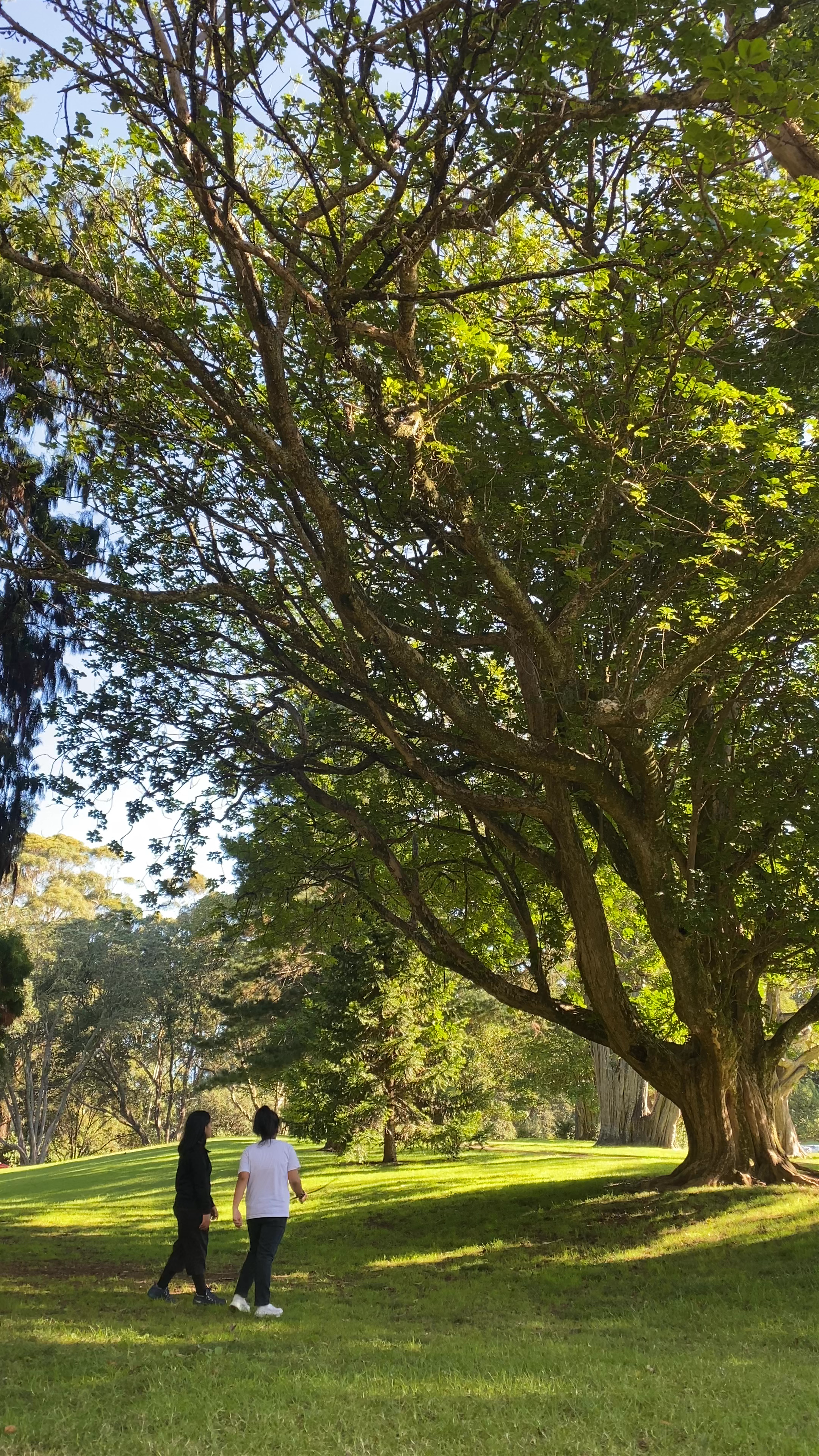 One Tree Hill Manukau Road