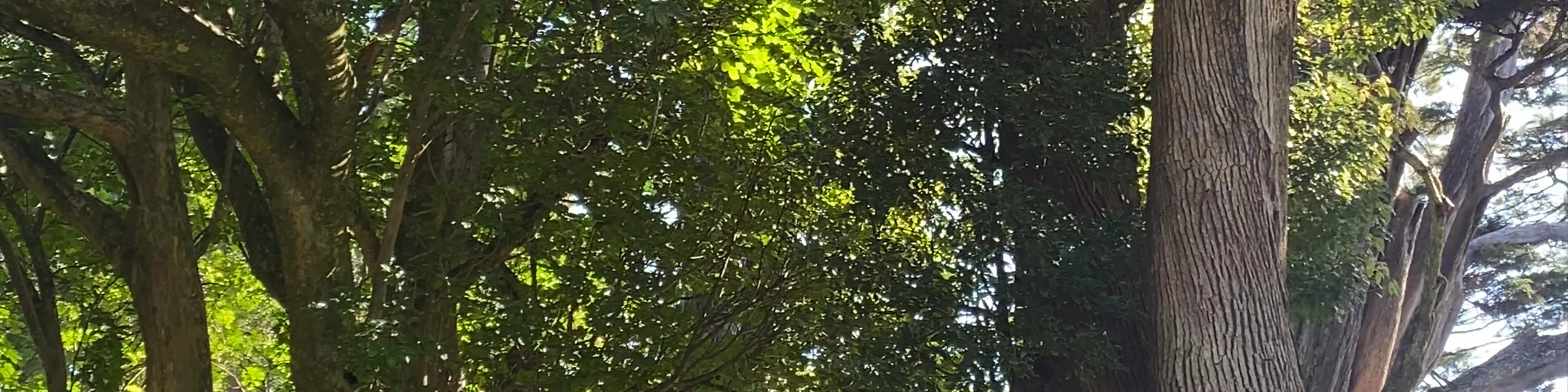 One Tree Hill Manukau Road