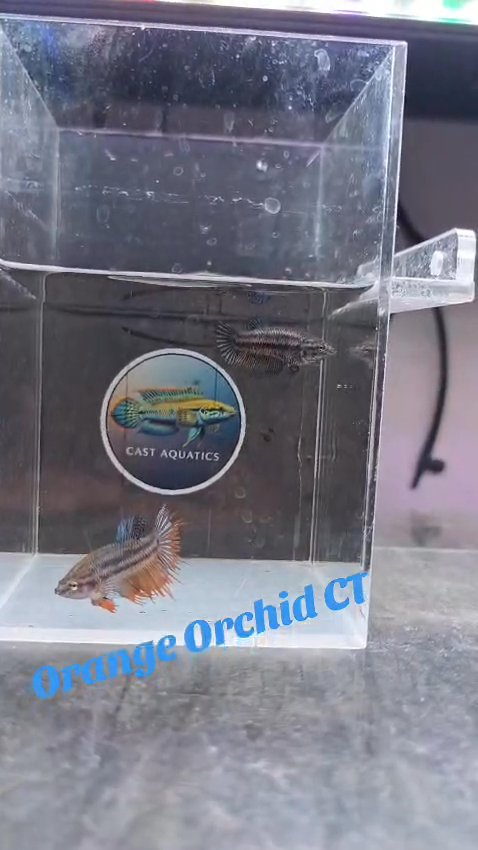 Crowntail Bettas