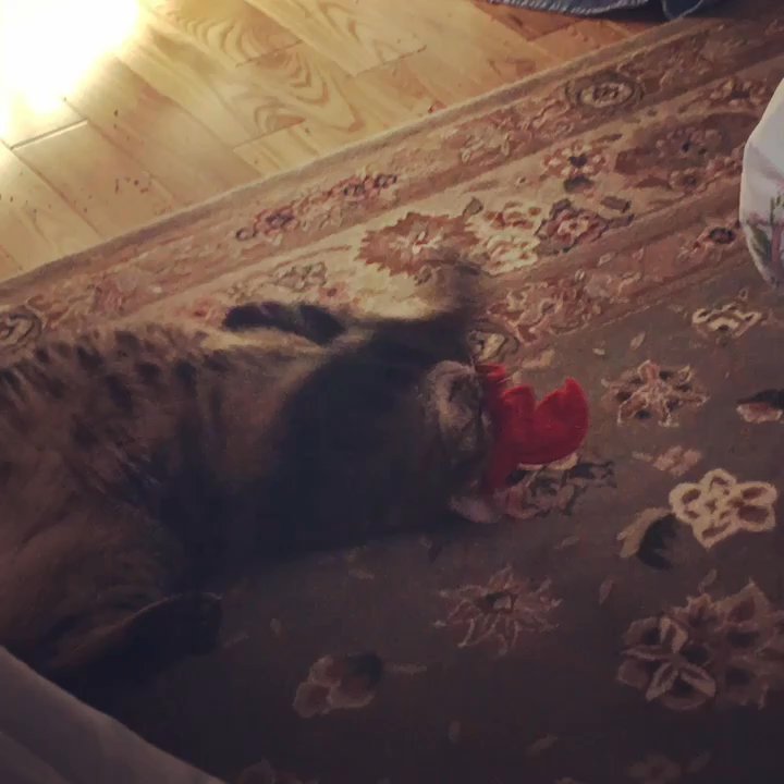 Scalawags - Love the lobster catnip toys we got here! And by "we" I mean my cats! - Pet Stores Near Me - Kennebunkport, Maine