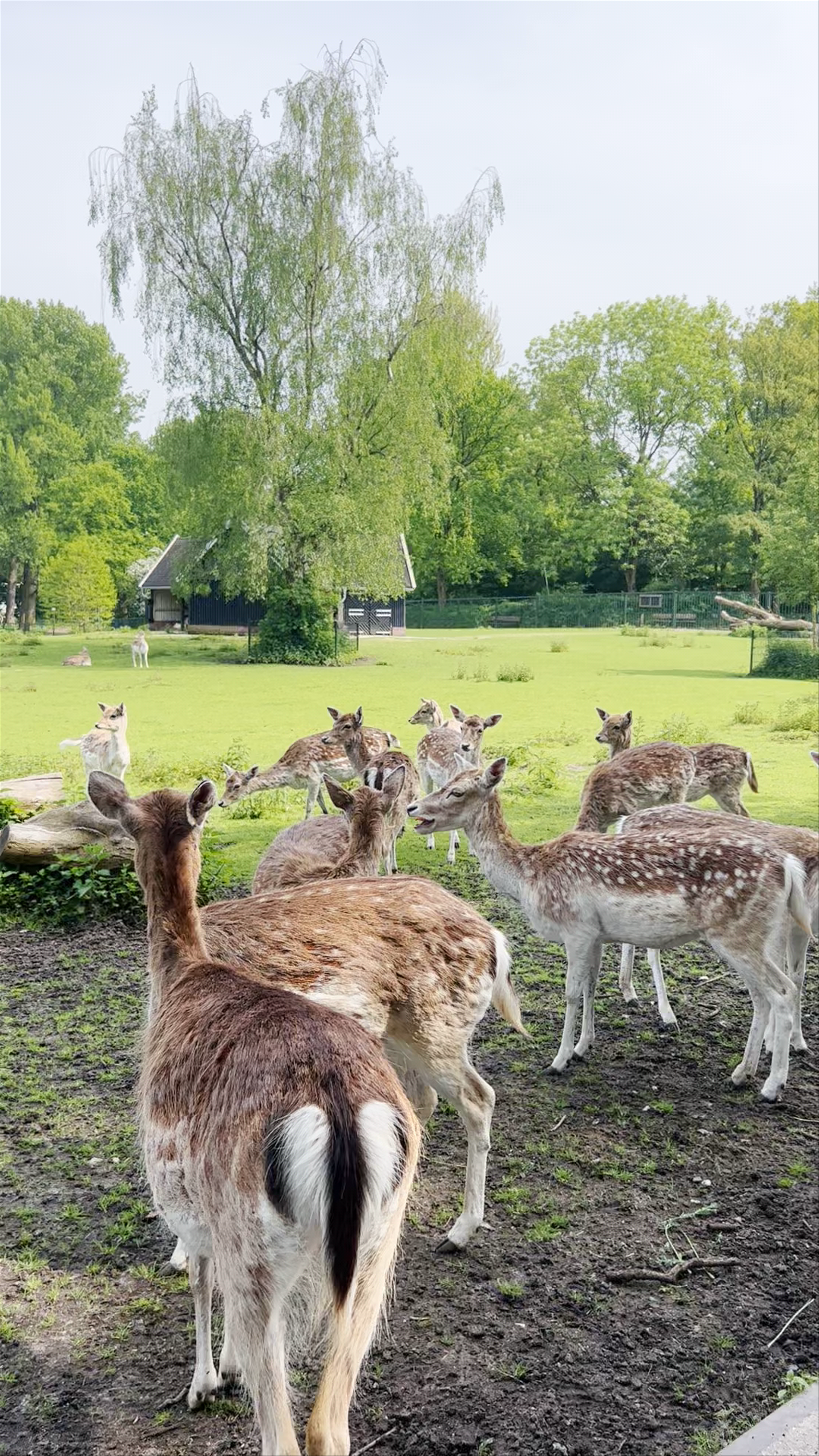 Enchanting Deer Encounter at Kralingse Bos, Rotterdam