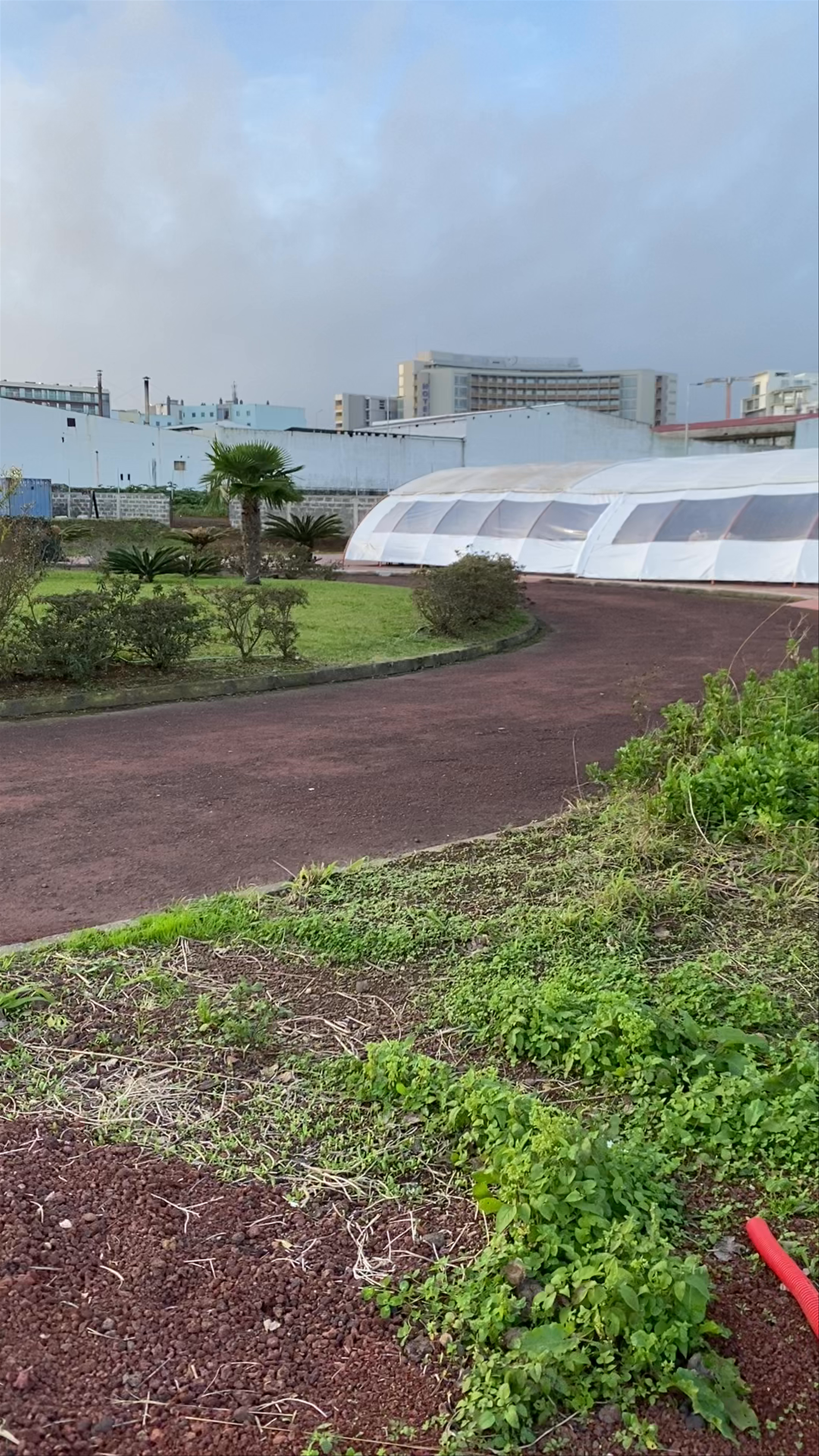 Plantação de Ananás dos Açores