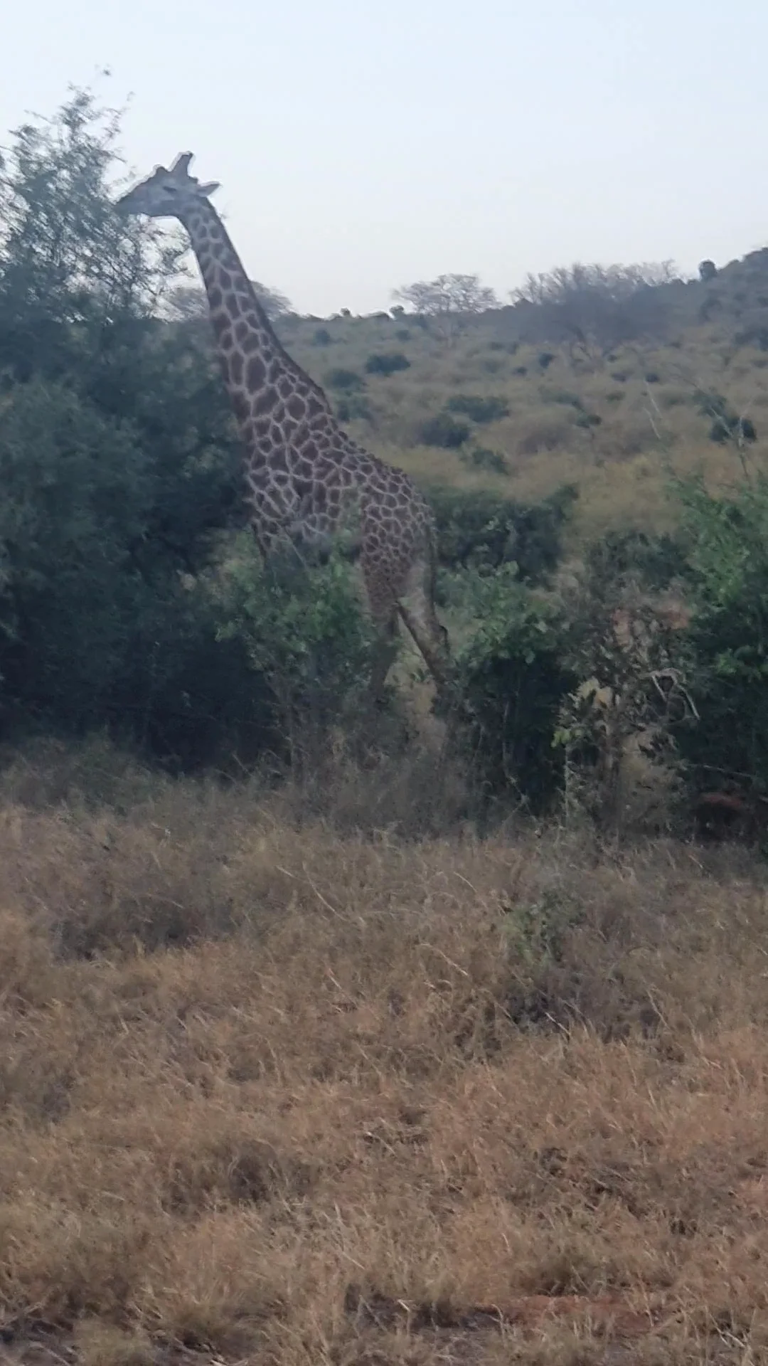 Video 16 · Benjamin · Kenya: in the heart of Africa, between safaris, dreamy beaches, and local villages