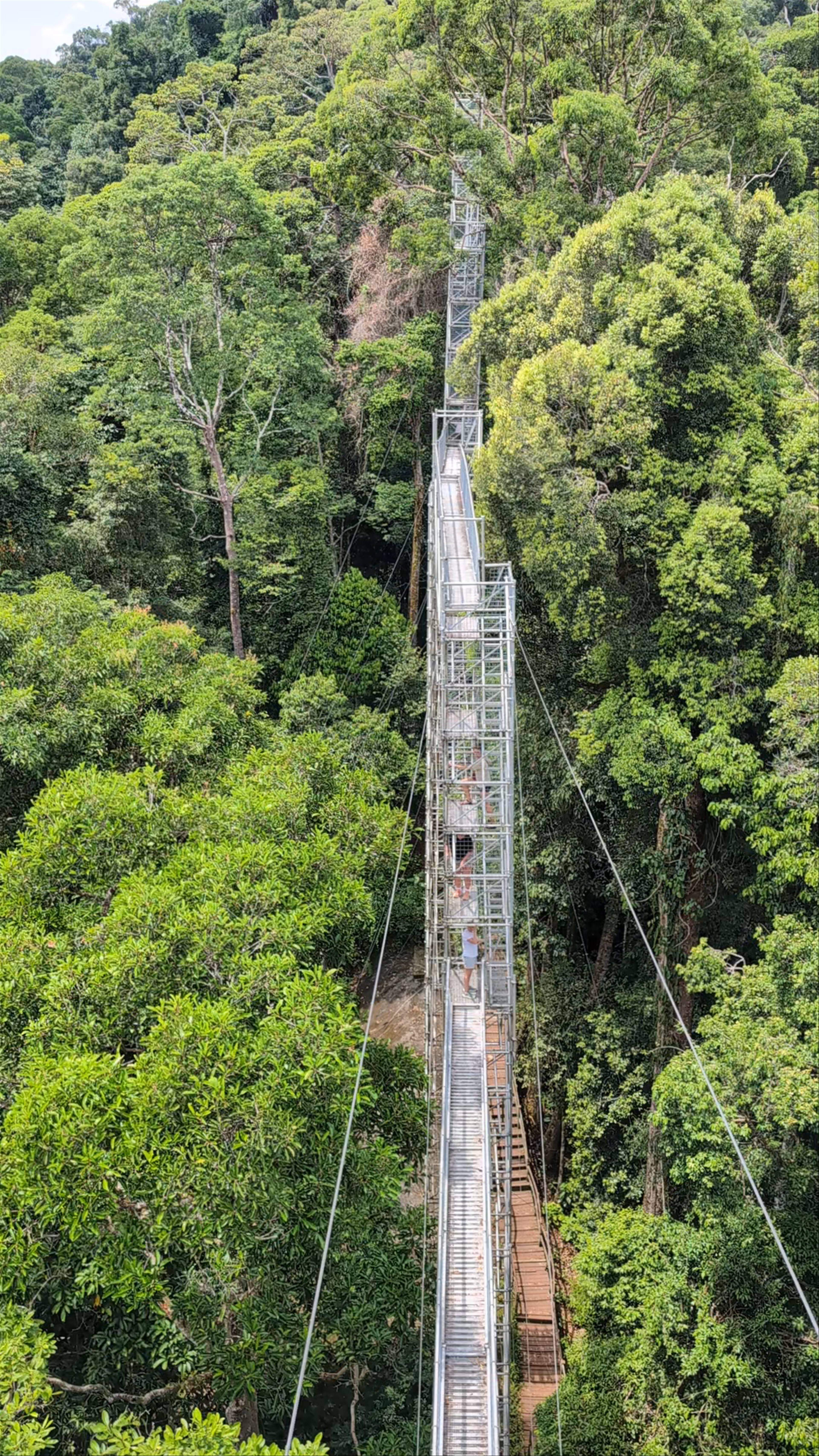 Ulu Temburong Canopy Walk