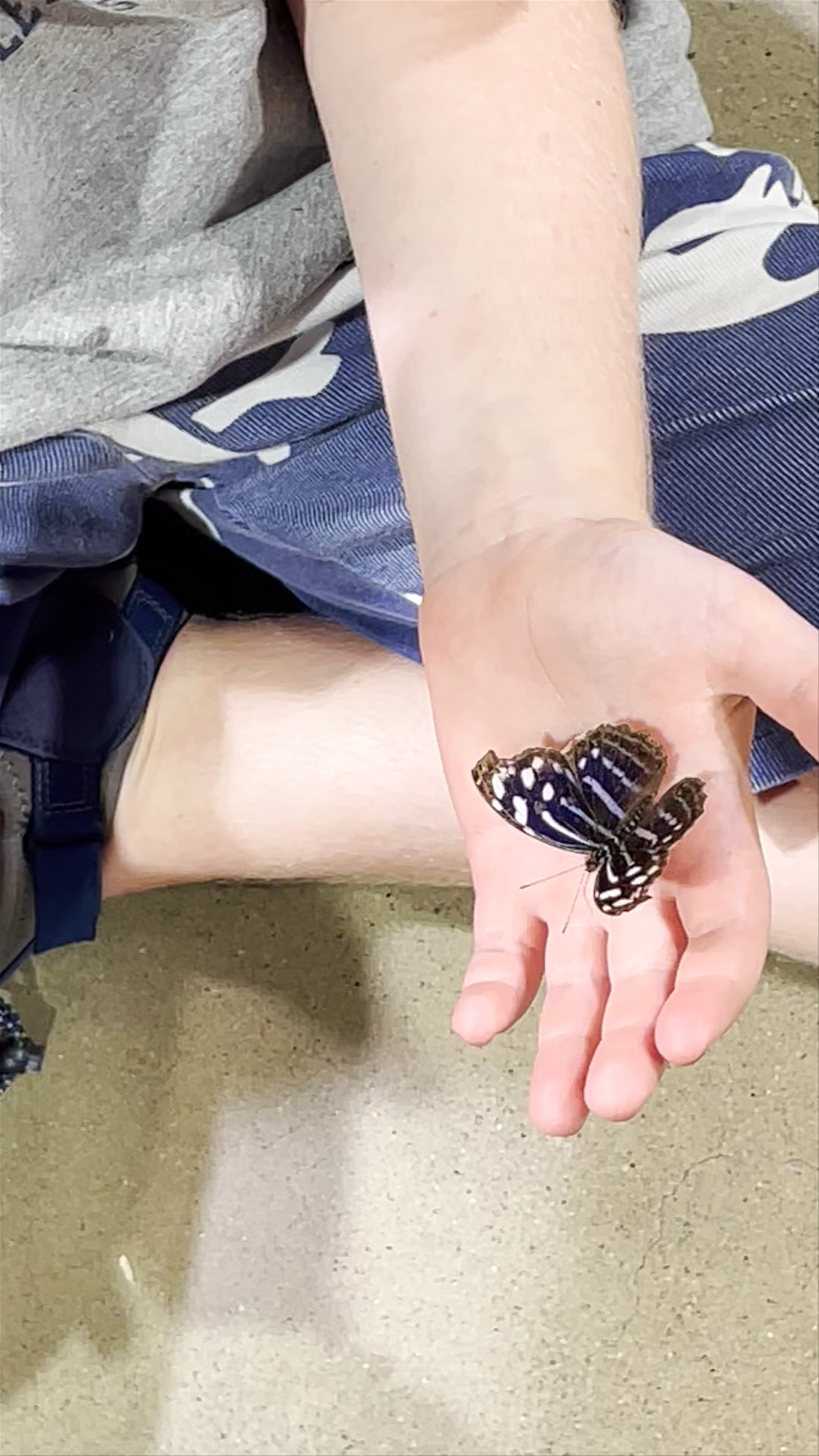 Delicate Butterfly Encounter at American Museum of Natural History