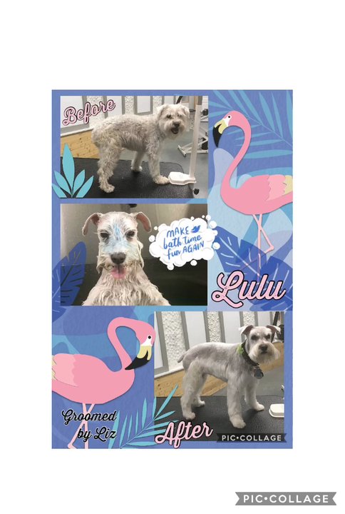 Le Petite Pooch - Fishhawk - Lulu the Schnauzer - Pet Groomers Near Me - Lithia, Florida