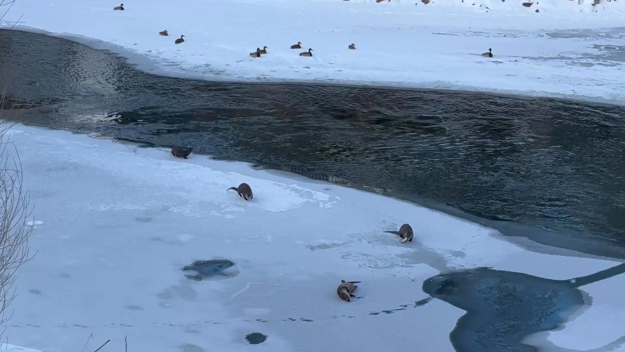 Duck Inn Lodge - River otters enjoy dinner time! - Hotels Near Me - Whitefish, Montana