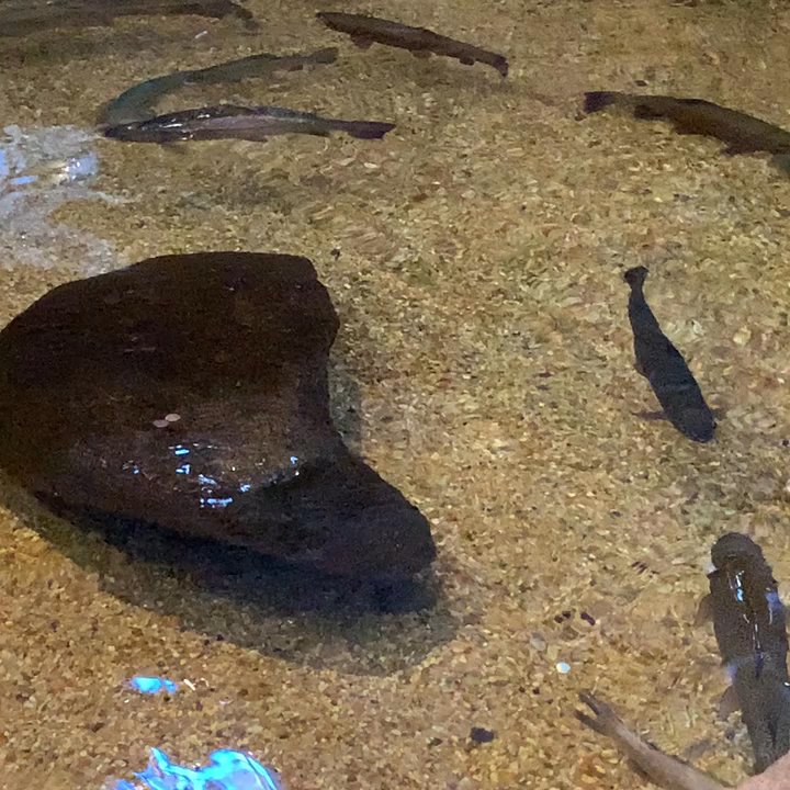 Bass Pro Shops - ~Fishies in action! - Outdoor Gear Near Me - Mesa, Arizona