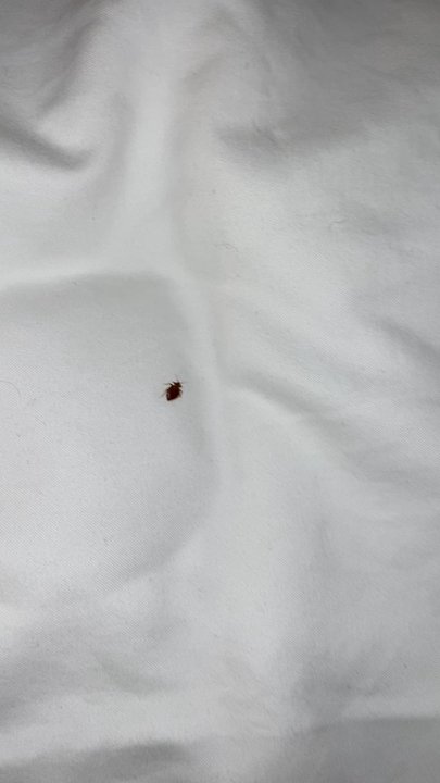 Arlo Chicago - BED BUGS! BEWARE! - Hotels Near Me - Chicago, Illinois