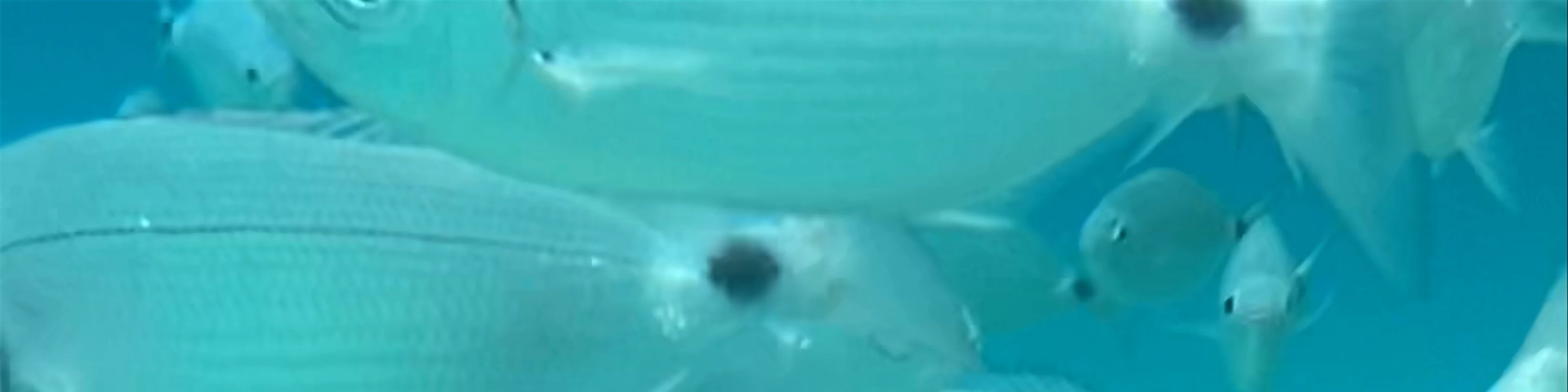 Snorkelling in Cala Comte