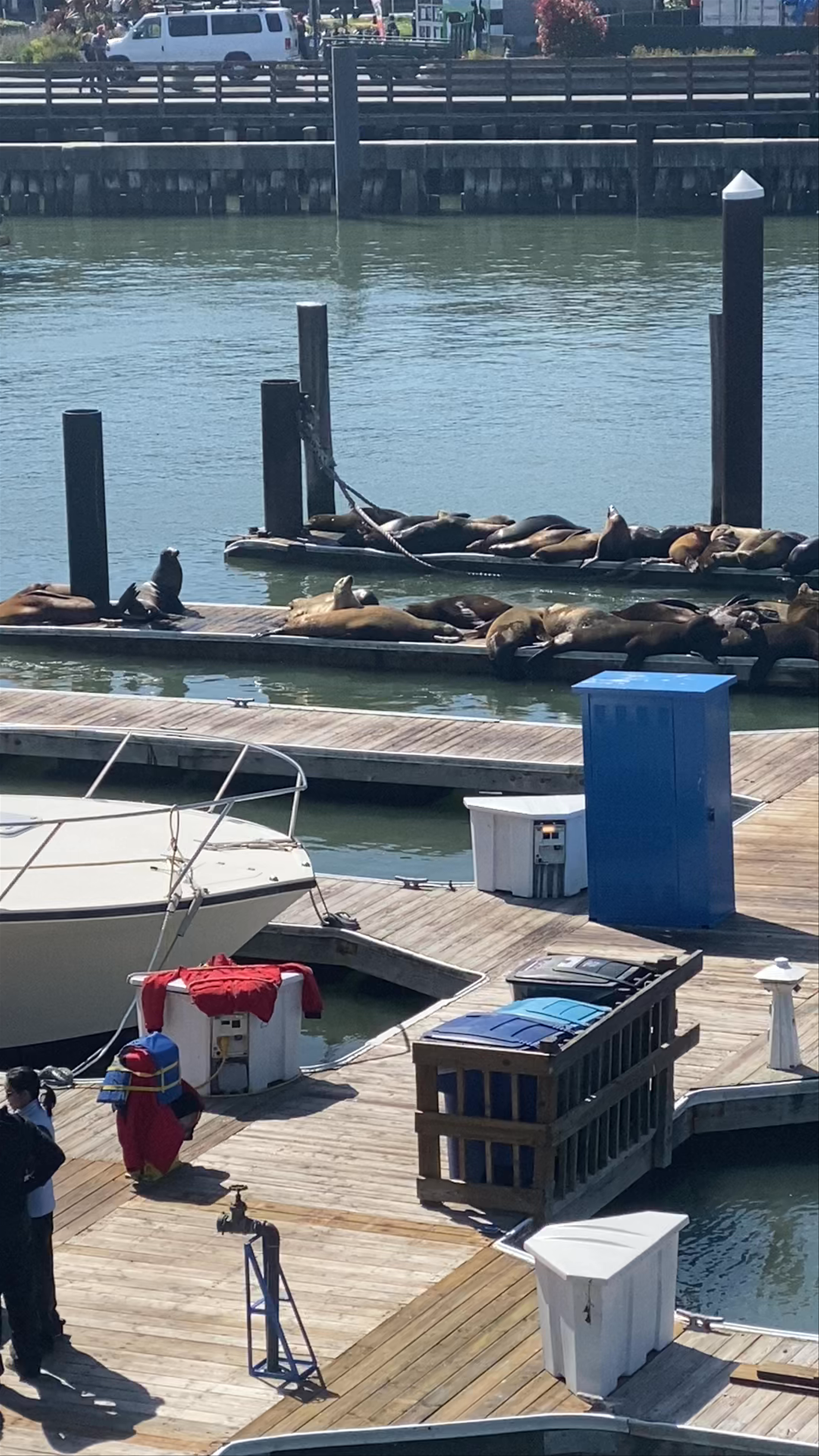 Sea Lion Viewing Area