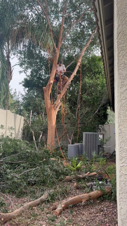 Scottsdale Tree Trimmers - Tree Services Near Me - Scottsdale, Arizona
