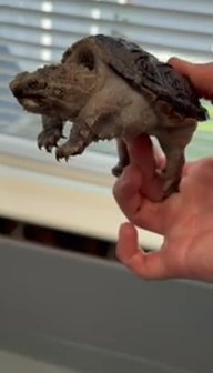 Common Snapping Turtle